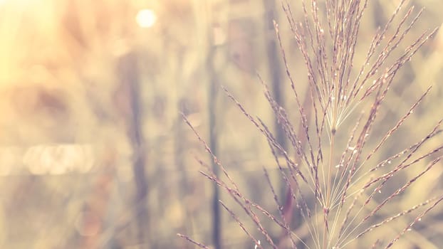 A beautiful shiny field of golden wildflowers over blur nature background