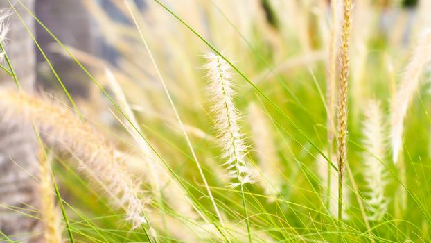 vintage background wild grass flowers, nature beautiful, toning design spring nature, sun plants