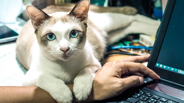 Cute cat dozing on man's hand. Furry pet cuddling up to it's owner and getting in the way of his work. Freelance job. Man is at the computer keyboard. work with cat concept