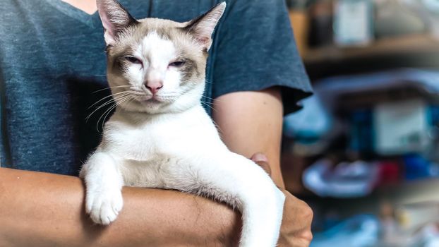 Asian man holding cat . best friend concept . man love cat idea background