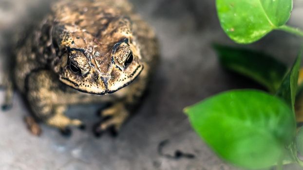 Toad Face portrait of large amphibian in the nature habitat. Animal in the tropic forest. Wildlife scene from nature.