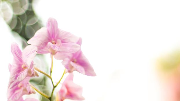 Pink Orchid flower on green blur bokeh background. Tropical natural concept