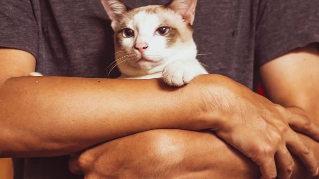 Asian man holding cat . best friend concept . man love cat idea background