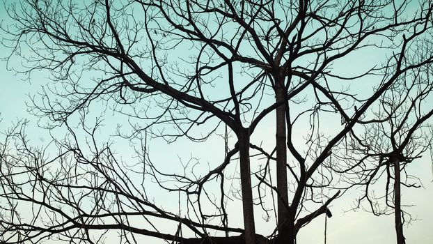 Tree and branches of the tree. Dry tree on a blue autumn sky background.