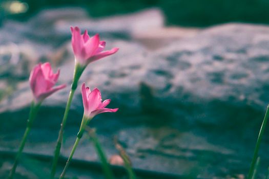 Pink Zephyranthes grandiflora beautiful on natural background flower blossom stone background