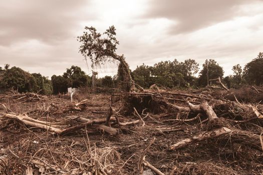 Deforestation environmental damage - tropical rain forest destroyed to construction