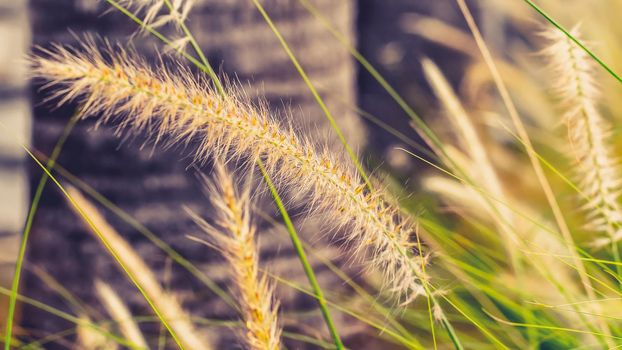 vintage background wild grass flowers, nature beautiful, toning design spring nature, sun plants