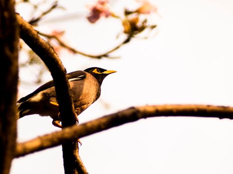 spring birds sitting on twig of tree. Decorative branch of tree with birds.