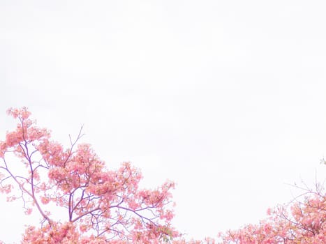Foliage of branch of sweet leaves isolated on white