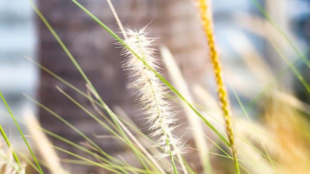 vintage background wild grass flowers, nature beautiful, toning design spring nature, sun plants