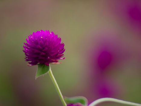 vintage background little flowers, nature beautiful, toning design spring nature, sun plants .purple flower