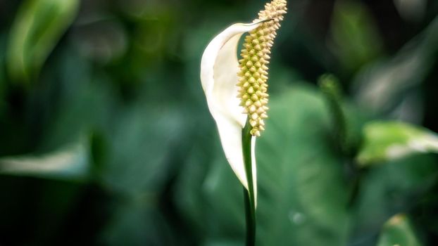 White leaf flower tropical leaves, abstract green leaves texture, nature background