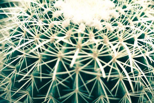 Green cactus in potting soil with long thorns abstract background