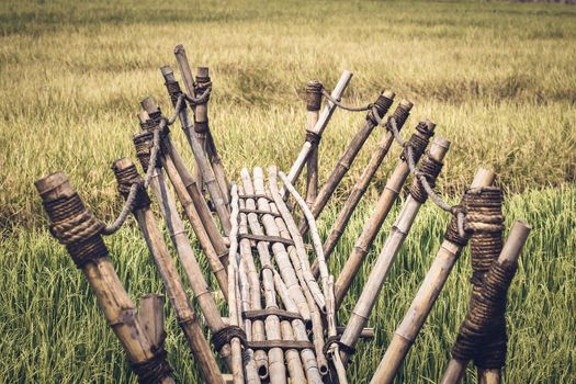 Bamboo walkway to the rice field, Bamboo Bridge on rice field in countryside of Thailand, wooden bridge to photo point in field, bamboo walkway in rice field