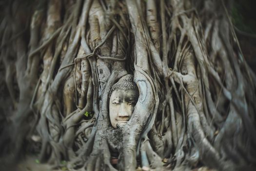 Buddha head in big tree root. ancient temple Ayutthaya Thailand