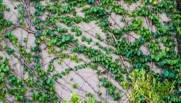 climbing wall of ivy. on white background. Green ivy. Creeper wall climbing plant hanging from above. Garden decoration ivy vines