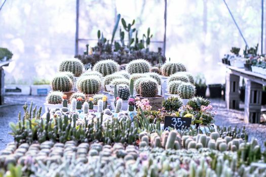 beautiful cactus in houseplant for nursery abstract green house education background