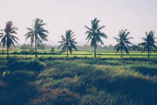 Coconut and palm trees. Large trees are growing in summer. Tropical palm leaves, floral pattern background, real photo