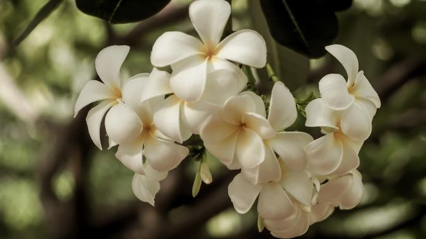 Tropical flowers frangipani (Plumeria). Beautiful white Plumeria Rubra flower