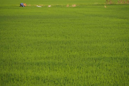 Rice filed farm have farmer working in green harvest filed. Asia traditional culture lifestyle travel visit in Thailand