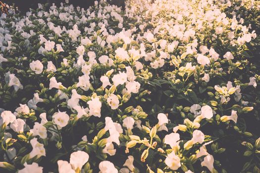 Wild grass flower vintage background little flowers, nature beautiful, toning design spring nature, sun plants .white flower in field