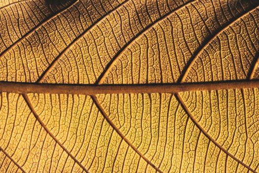 Dried leaf; fine details and very high-res for backgrounds. Extreme close-up macro of an autumn leaf with fine detail