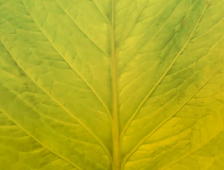 Abstract Leaf green background .Texture background of backlight fresh green Leaf. Nature idea