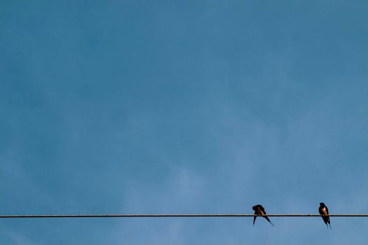 Silhouette a pair or couple of birds on electricity power lines. Clear sky in sunrise or sunset lighting background