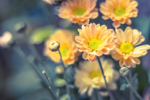 Home decor, yellow spring flowers in a vintage bottle .summer idea. Fresh lively concept