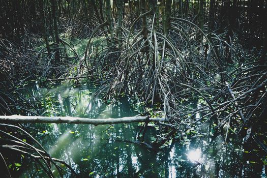 mangrove forest nature protection save environment seaside land in Asia Thailand.