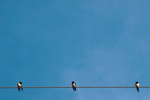 Silhouette a pair or couple of birds on electricity power lines. Clear sky in sunrise or sunset lighting background