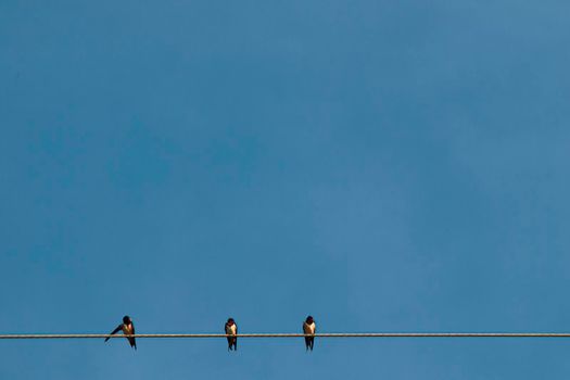 Silhouette a pair or couple of birds on electricity power lines. Clear sky in sunrise or sunset lighting background