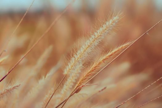 Wild grass flower vintage background little flowers, nature beautiful, toning design spring nature, sun plants