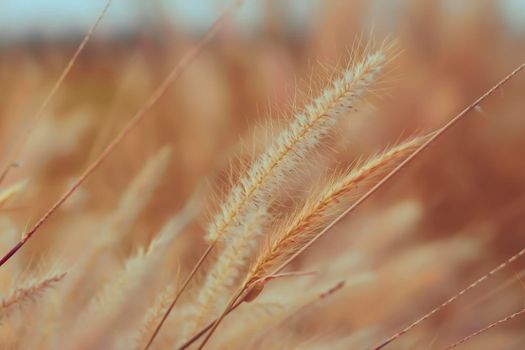 Wild grass flower vintage background little flowers, nature beautiful, toning design spring nature, sun plants