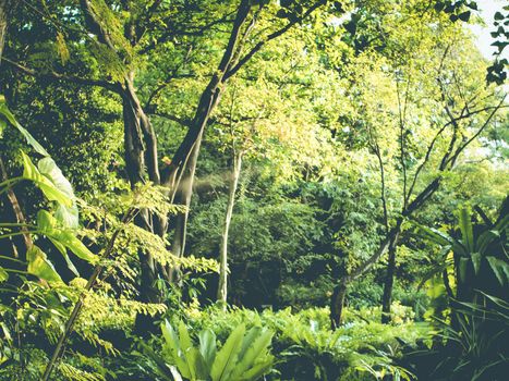 Tropical forest green perfect nature area have many floral plant big tree in Thailand South East Asia.