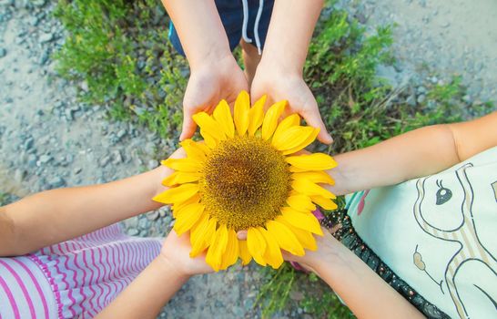 children are holding a sunflower in their hands. Selective focus. nature.