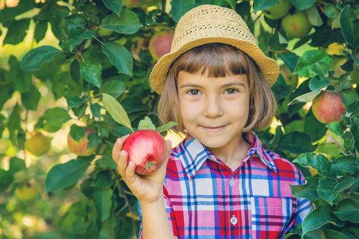 child picks apples in the garden in the garden. Selective focus.