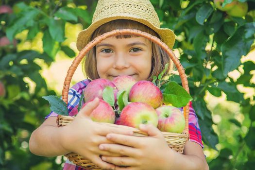 child picks apples in the garden in the garden. Selective focus.