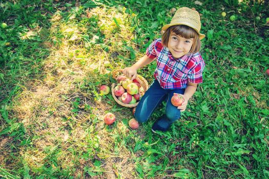 child picks apples in the garden in the garden. Selective focus.