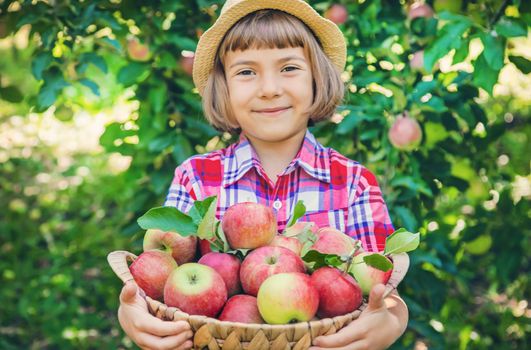 child picks apples in the garden in the garden. Selective focus.