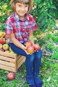 child picks apples in the garden in the garden. Selective focus.