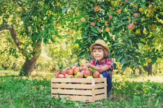 child picks apples in the garden in the garden. Selective focus.