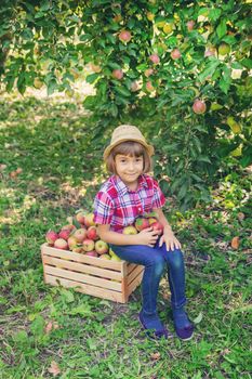 child picks apples in the garden in the garden. Selective focus.