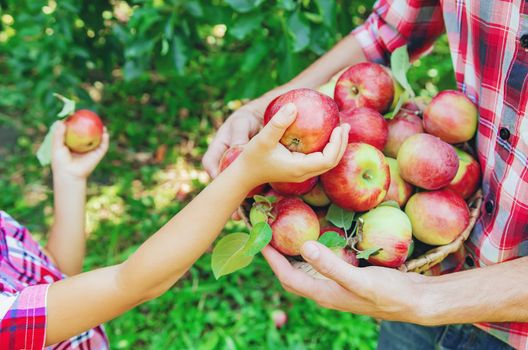 Daughter and father collect apples in the garden. Selective focus. nature.