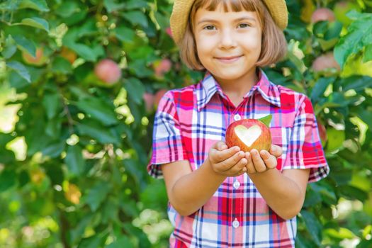 child picks apples in the garden in the garden. Selective focus.