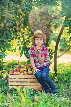 child picks apples in the garden in the garden. Selective focus.