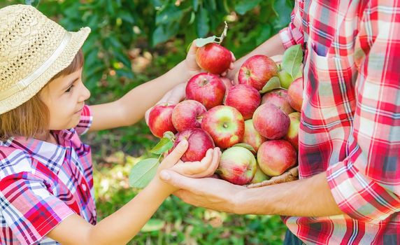 Daughter and father collect apples in the garden. Selective focus. nature.