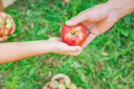 Daughter and father collect apples in the garden. Selective focus. nature.