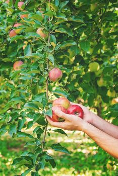 Man gardener picks apples in the garden in the garden. Selective focus. nature.