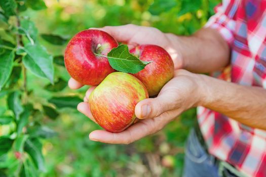 Man gardener picks apples in the garden in the garden. Selective focus. nature.